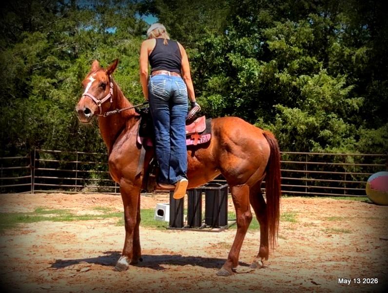 ❤️Mocha❤️Mare with a Story Still Being Written 🌟