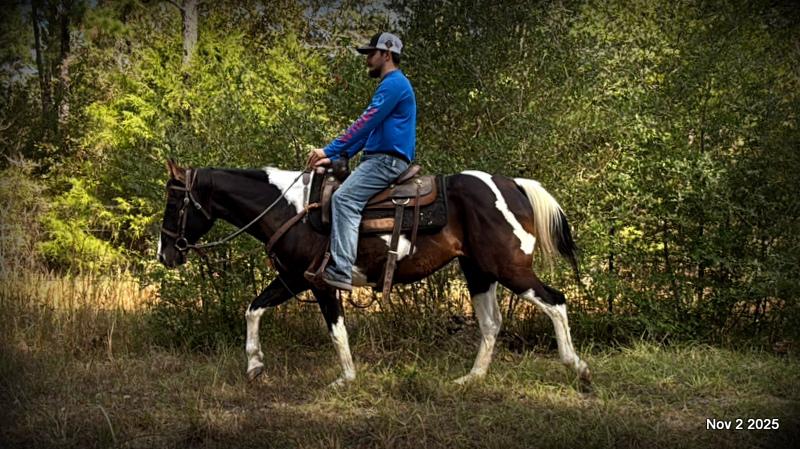 🧡Ragan🧡🎄 ✨ A Christmas Dream Horse Looking for Her Forever Home ✨ 🎄