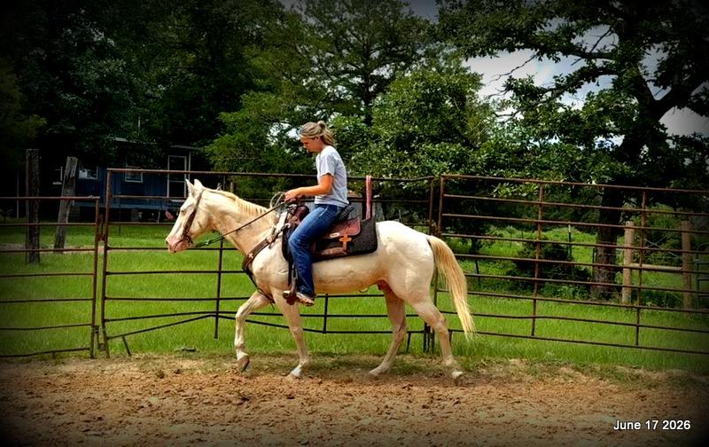 💚Prince💚Meet Prince: Your Dream Riding Partner! 👑