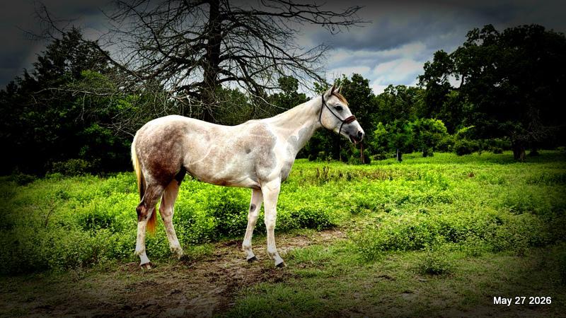 Milkshake Exceptional Young Filly Prospect 🌟