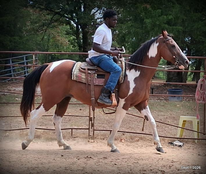 💛 🐴 Milly • Beginner Safe, Confident & Smooth Trail Mare💛