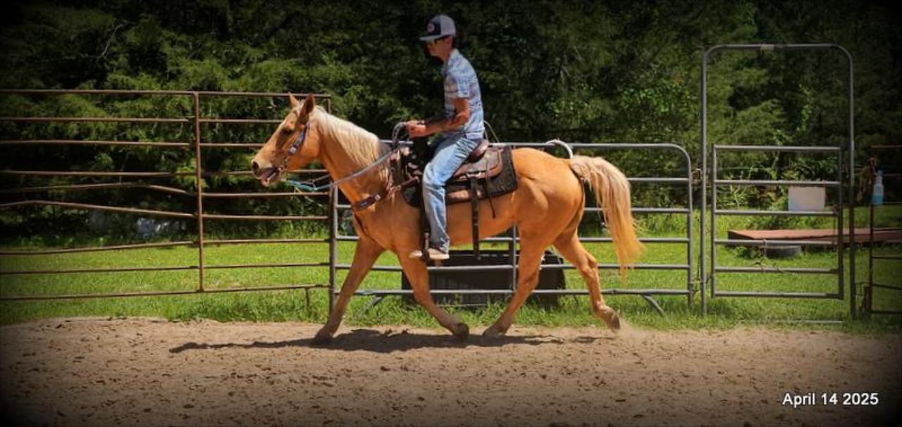 Dolly – The Golden Girl of the Trails