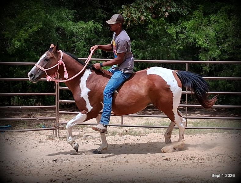 💛 🐴 Milly • Beginner Safe, Confident & Smooth Trail Mare💛