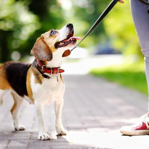 Companion Care for Pets & Owners