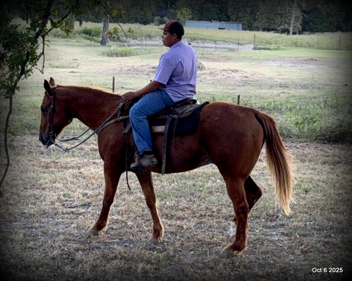 Biggie – Ranch-Tested, Family-Safe, and Ready to Ride!