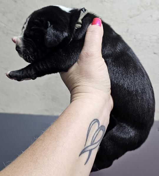 Black Mantle Female Grey Collar (SOLD)