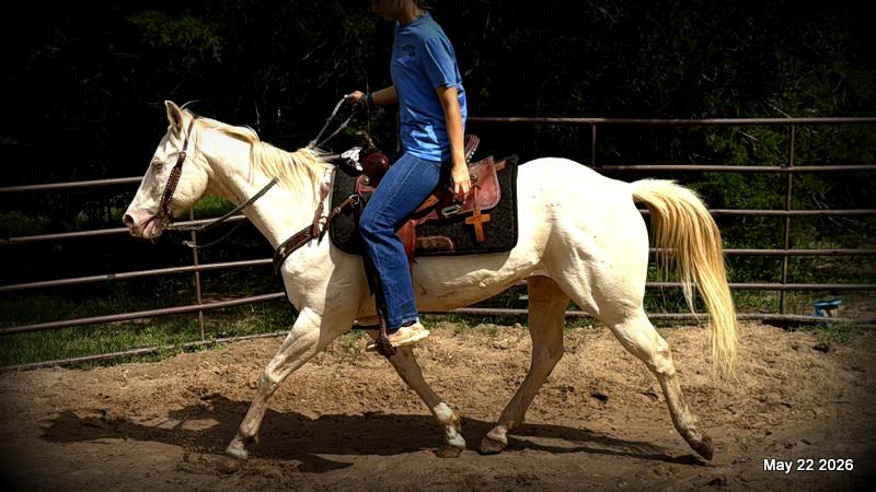 💚Prince💚Meet Prince: Your Dream Riding Partner! 👑