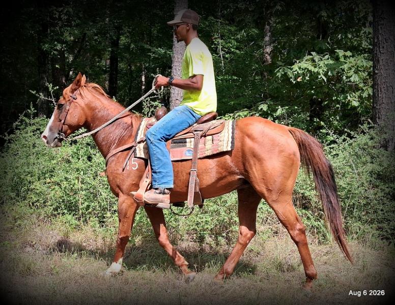 💛🐴 Scarlet • Ranch Experienced, Trail Ready & Ready to Ride💛