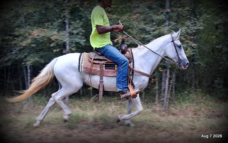 💚Wisp • Beginner Safe, Smooth & Dependable Trail Mare💚