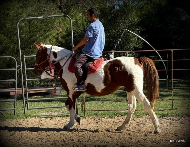 Jazzy – A Warrior Seeking Her Second Chance