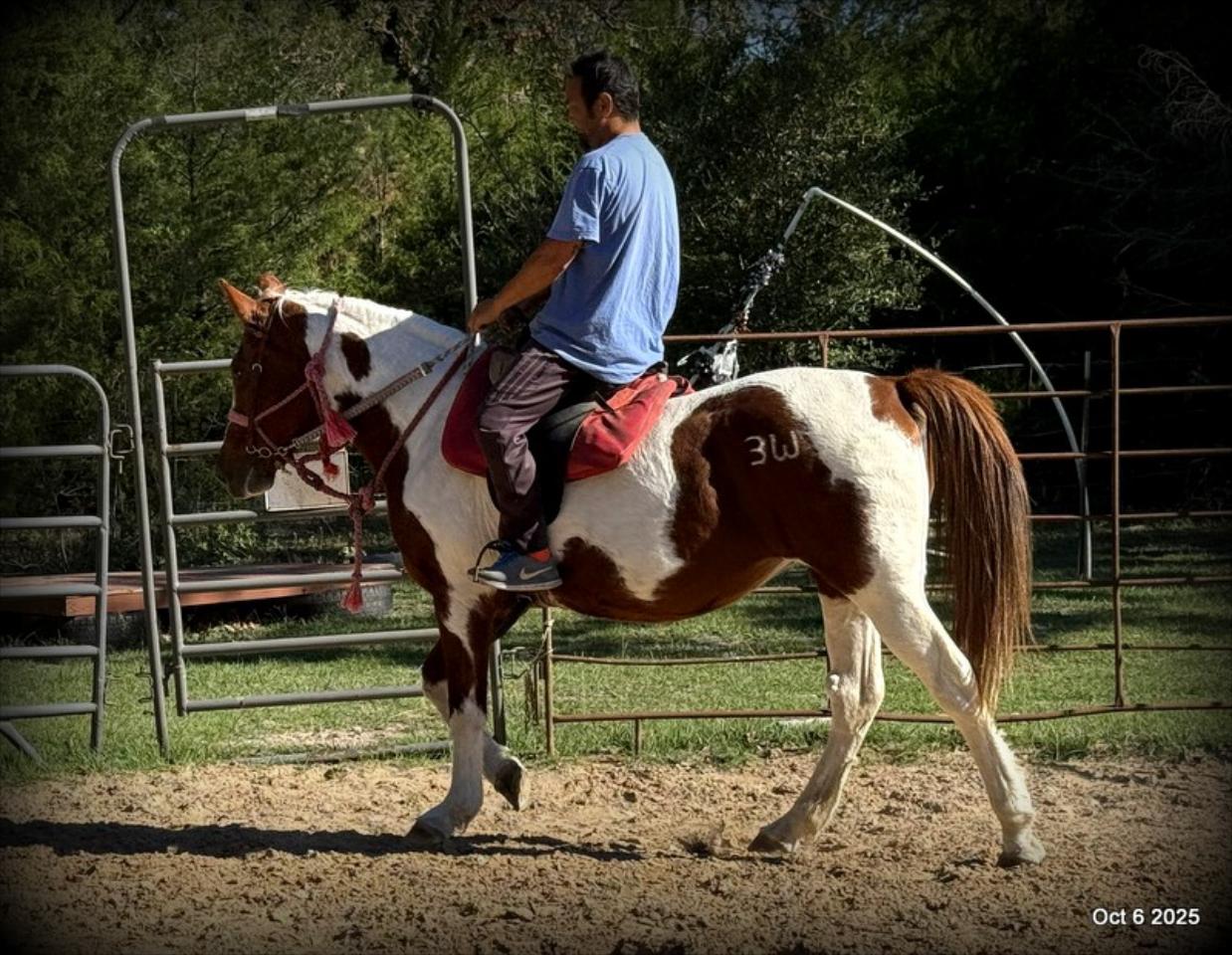 Jazzy – A Warrior Seeking Her Second Chance