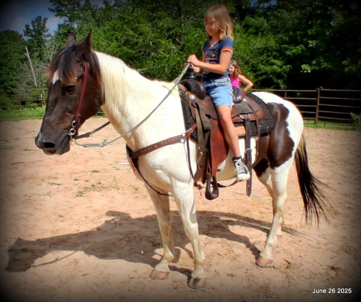 Meet Patrick – The Perfect Family Gelding!