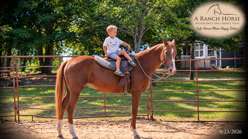 💚🐴 Blair • Kid Safe, Beginner Safe & Sweet Trail Mare💚