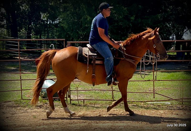 Smart Little Buzz AKA hawk