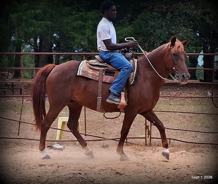 💚🐴 Cricket • Kid Safe & Beginner Safe Family Mare💚