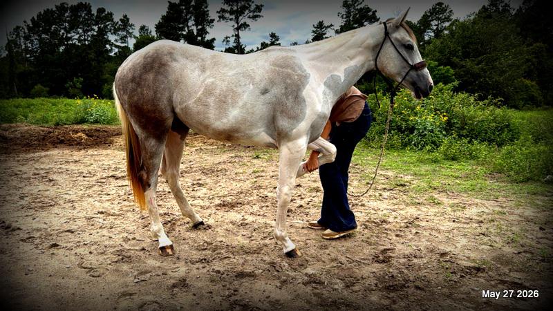 Milkshake Exceptional Young Filly Prospect 🌟