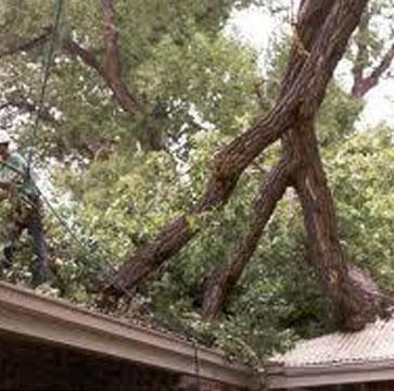 Hurricane Damage Emergency Tree Service 