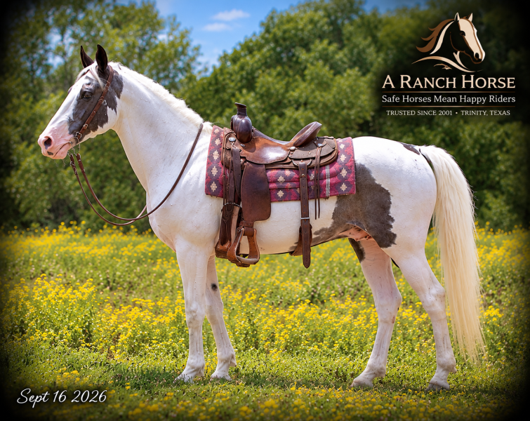 💛 Cosmo | Beginner-Safe Spotted Saddle Gelding