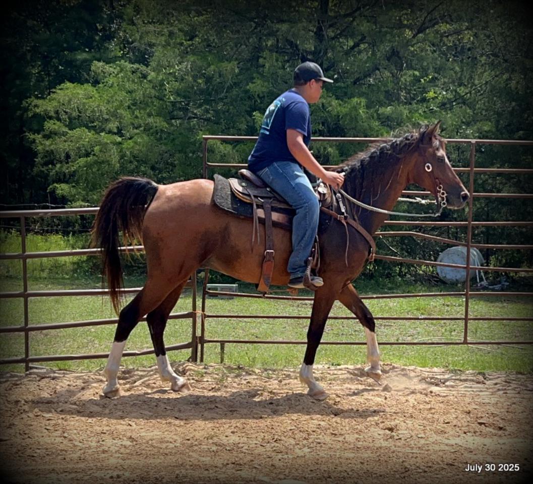 Cash- 11 Year Old Arabian Cross