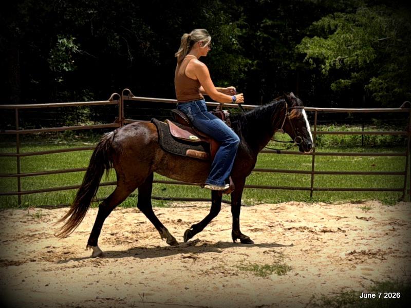 💛Bugs💛Smooth-Gaited Trail Mare 🌟
