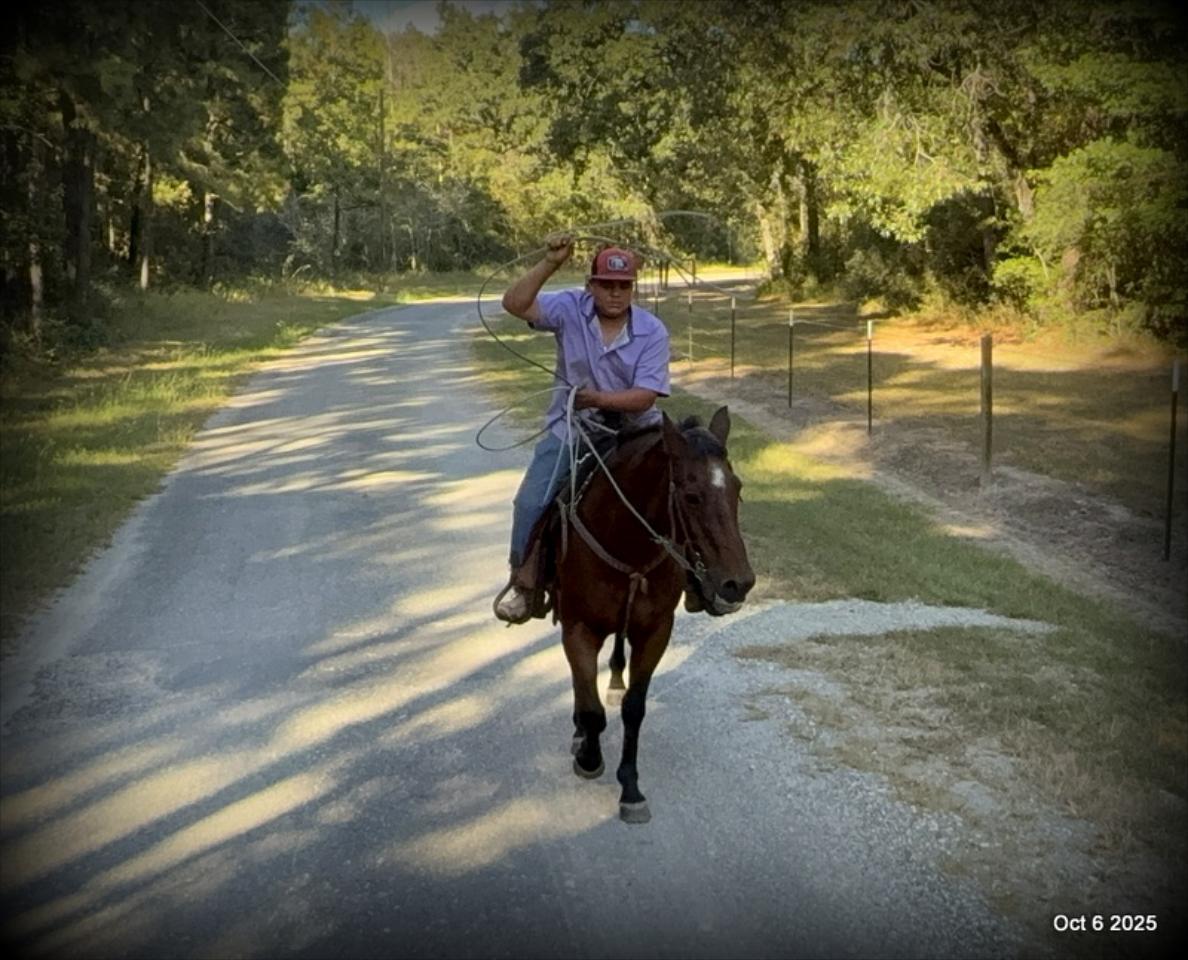🌟 Meet Brownie – Your All-Around Ranch and Trail Partner 🌟