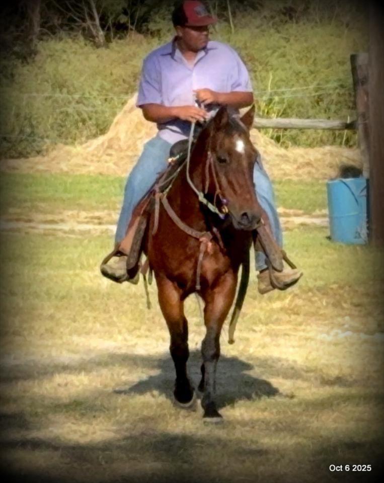 🌟 Meet Brownie – Your All-Around Ranch and Trail Partner 🌟
