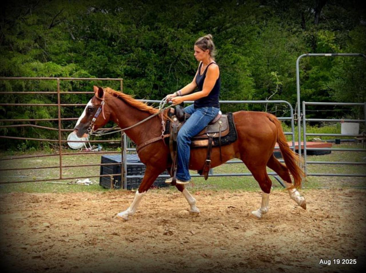 Cooper Amazing Beginners Horse