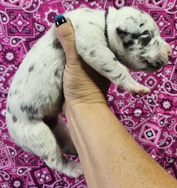 Blue Harlequin Female Purple Collar