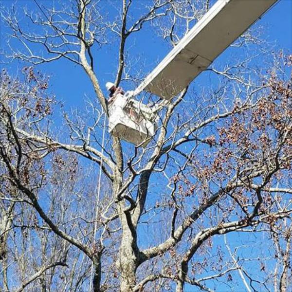 Briscoe Tree Service specializes in trimming or pruning your trees and bushes