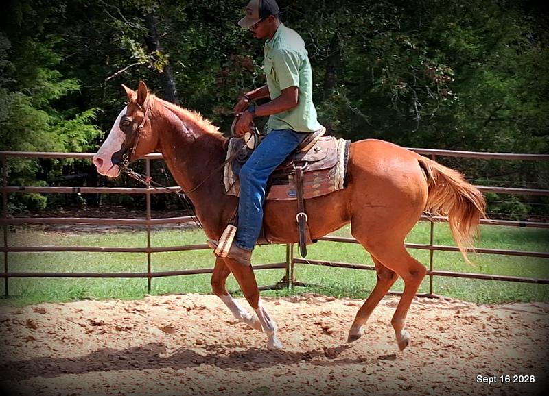 💚 Rocky | Kid-Safe Family Trail Gelding