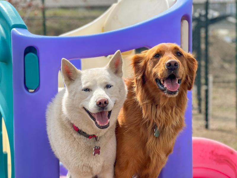 Pet Boarding In Sioux Falls SD Smoken Dakota Kennels In Sioux Falls SD Smoken Dakota Kennels