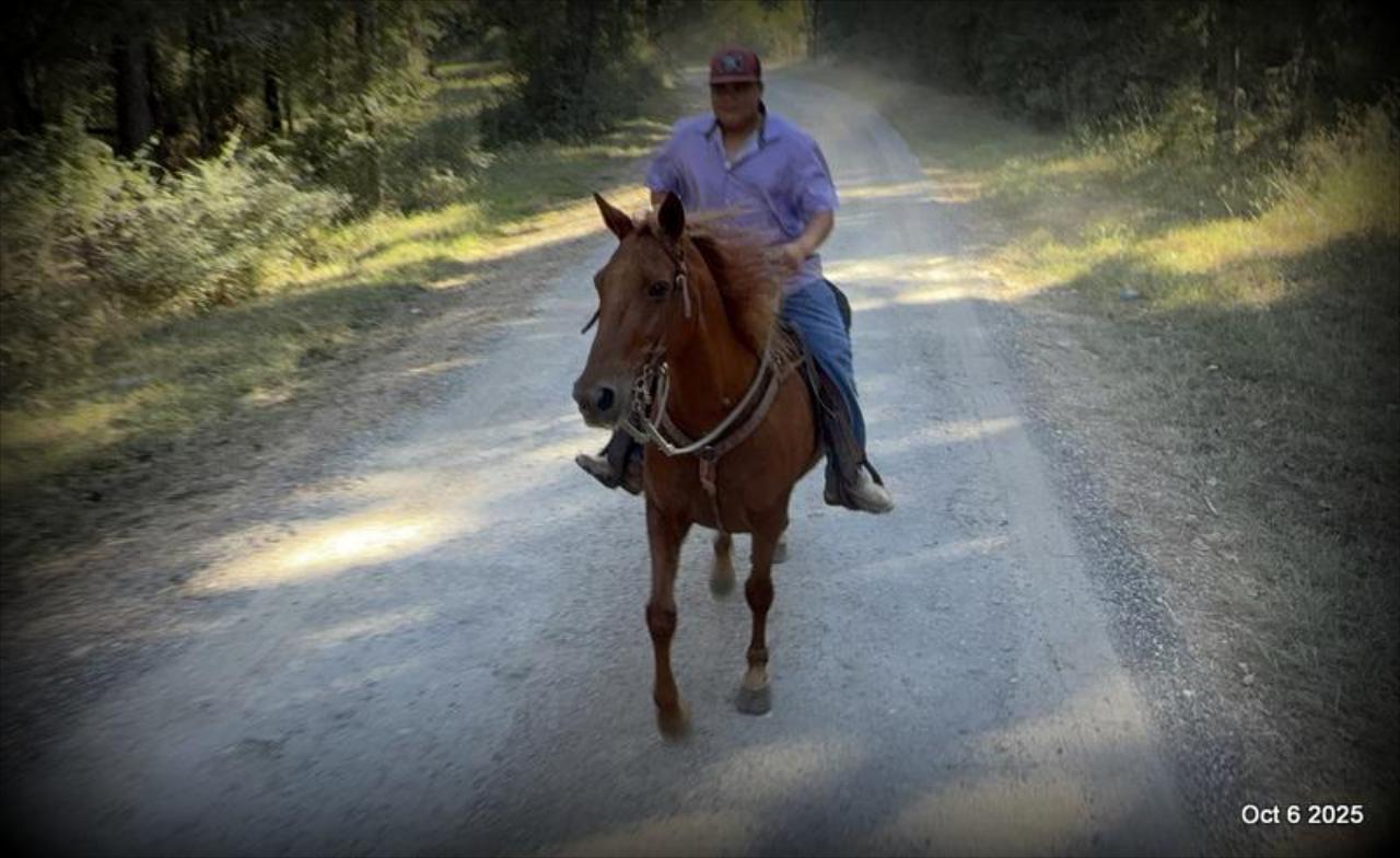 🌹 Meet Missouri – The Mare That Makes Every Ride Feel Like Home 🌹