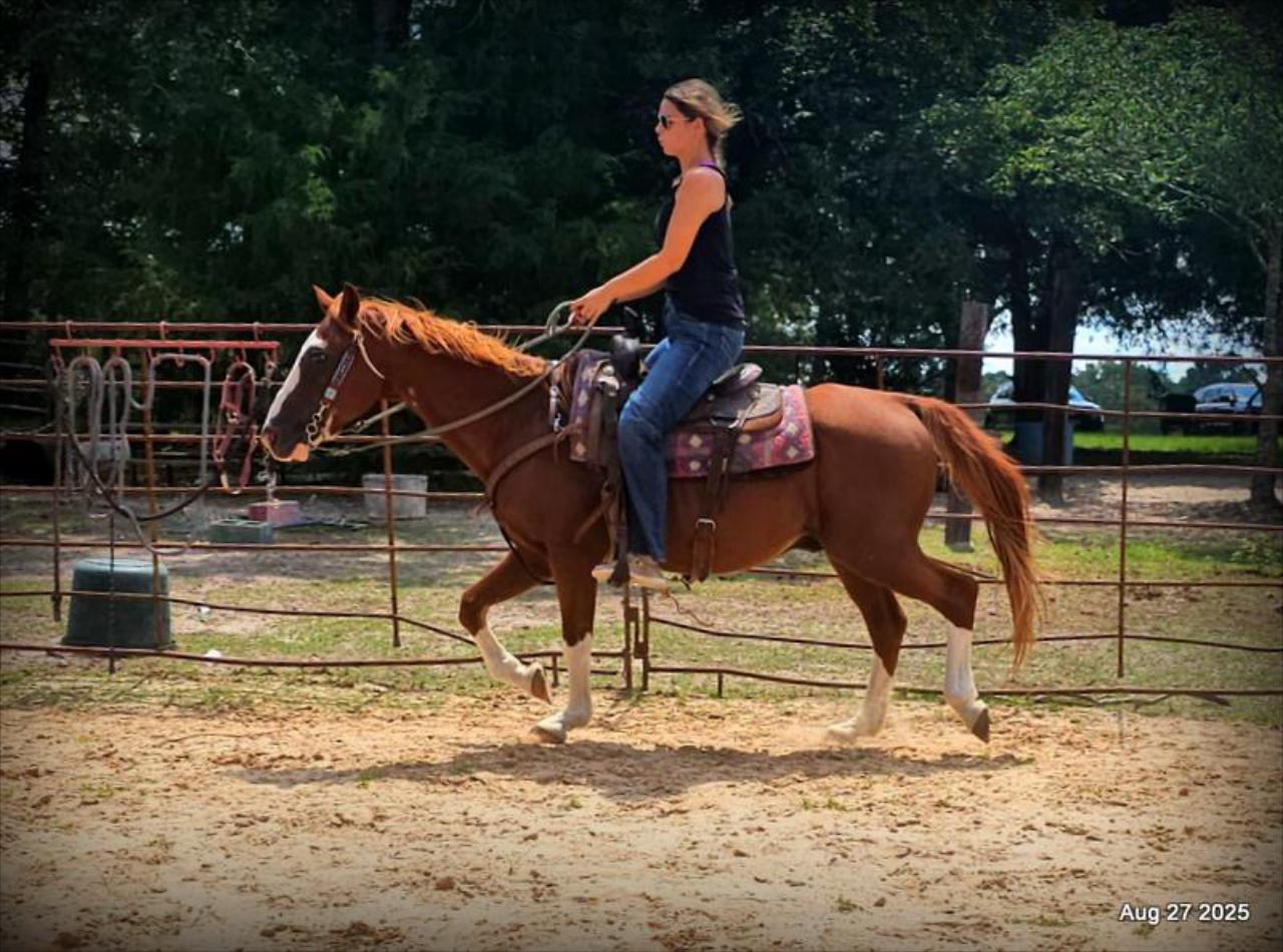Cooper Amazing Beginners Horse