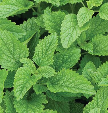 Lemon Balm - Lemon-Ade 