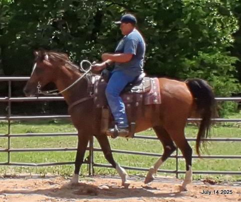 Cash- 11 Year Old Arabian Cross
