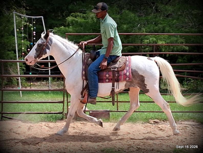 💚 Cosmo | Kid-Safe Spotted Gaited Gelding