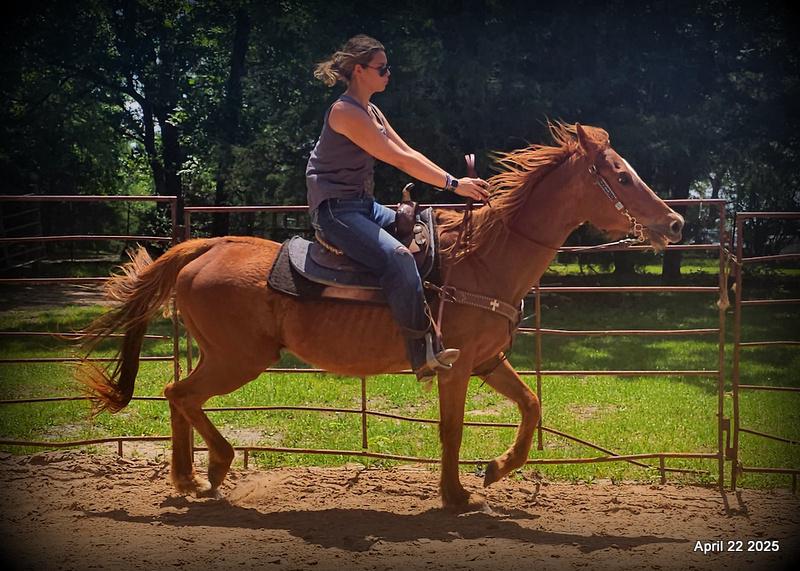 Belle’s Story: A Heart That Never Gave Up