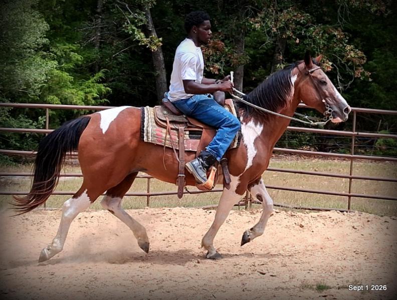 💛 🐴 Milly • Beginner Safe, Confident & Smooth Trail Mare💛