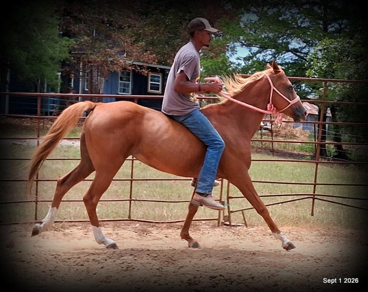 💚🐴 Blair • Kid Safe, Beginner Safe & Sweet Trail Mare💚