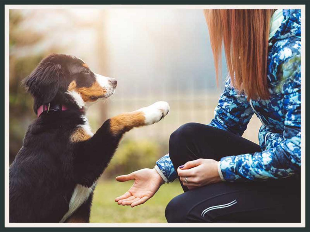 Dog Training