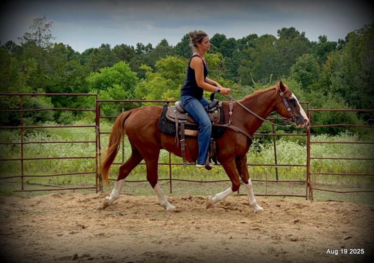 Cooper Amazing Beginners Horse