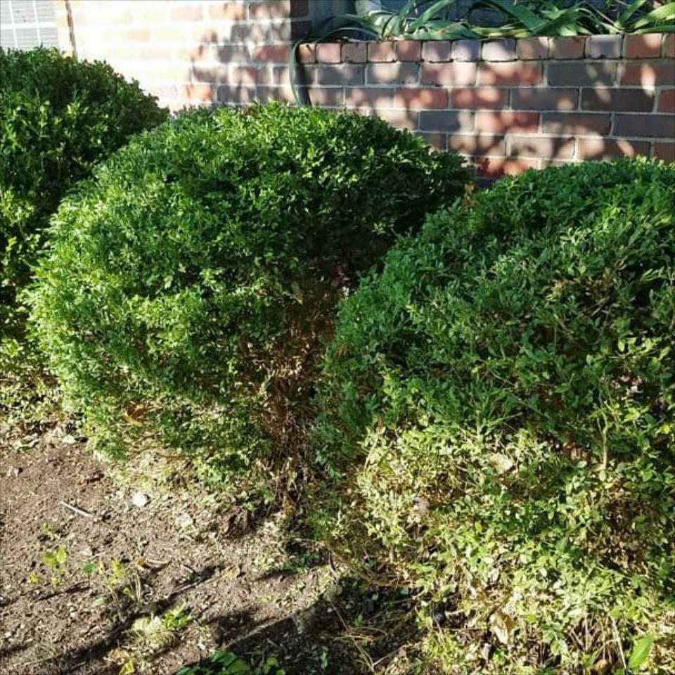 Hedge Trimming