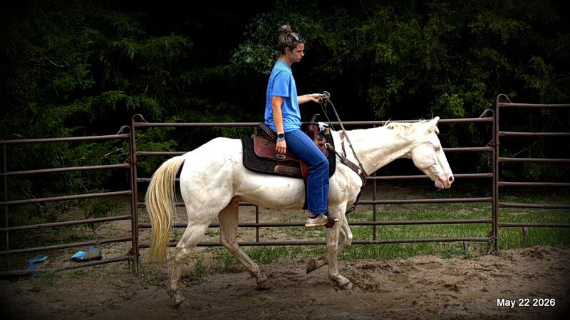 💚Prince💚Meet Prince: Your Dream Riding Partner! 👑
