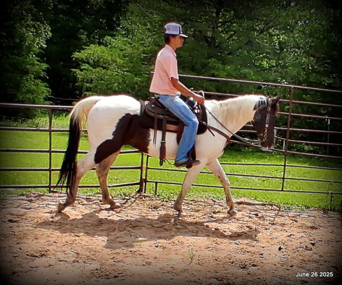 Meet Patrick – The Perfect Family Gelding!