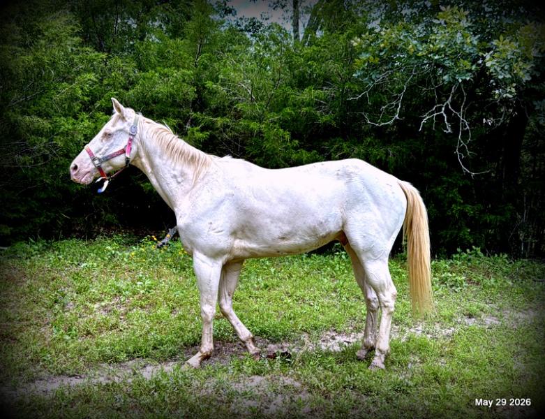💚Prince💚Meet Prince: Your Dream Riding Partner! 👑
