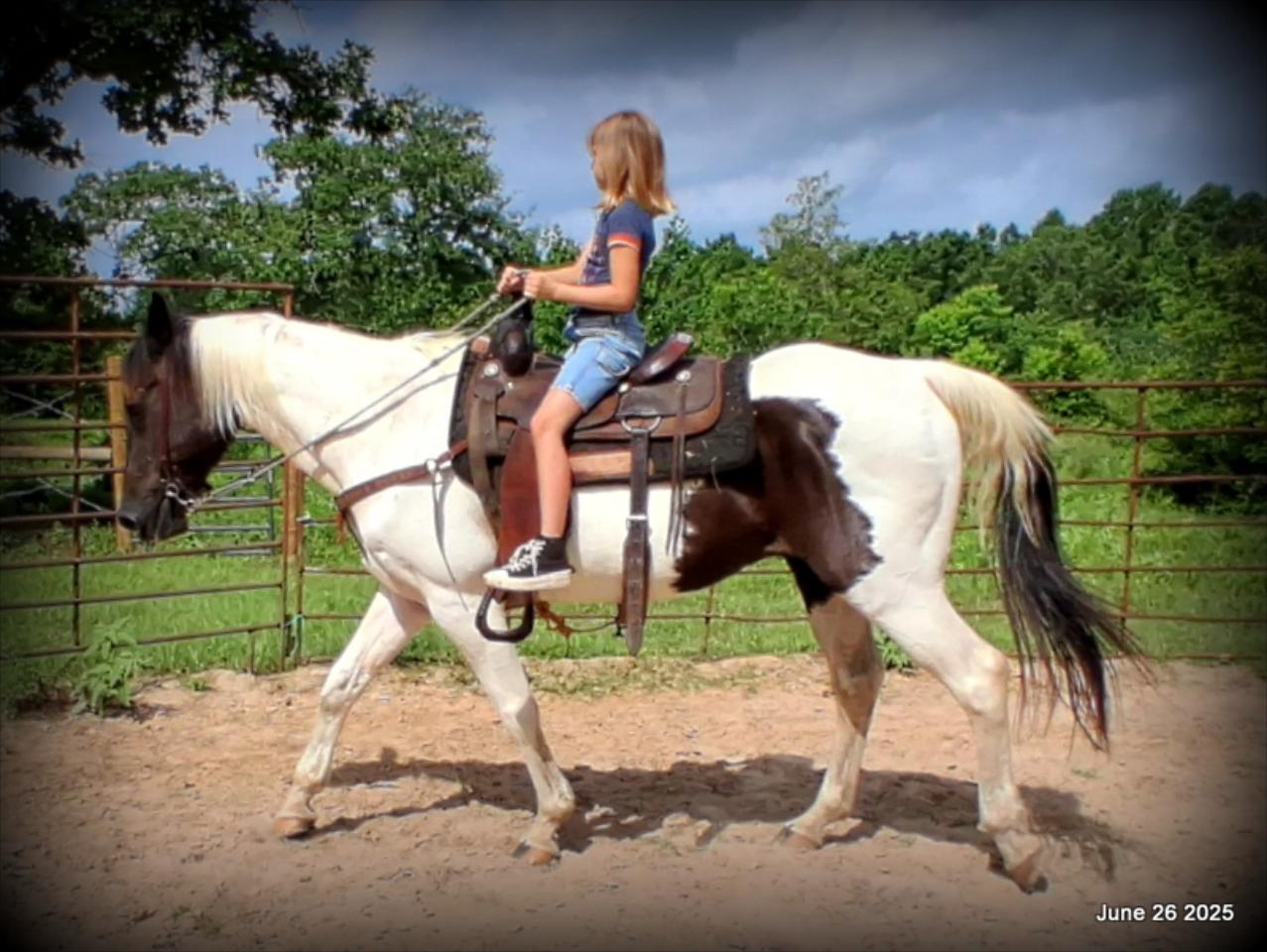 Meet Patrick – The Perfect Family Gelding!