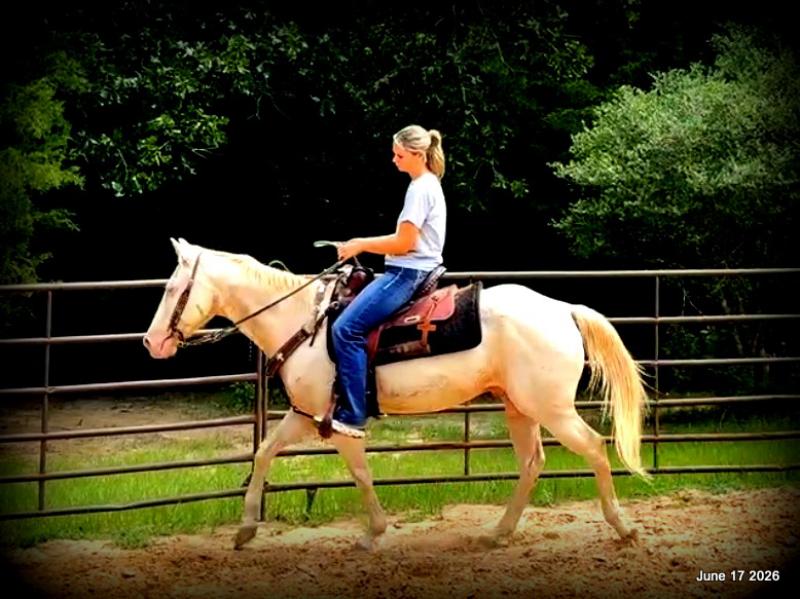 💚Prince💚Meet Prince: Your Dream Riding Partner! 👑