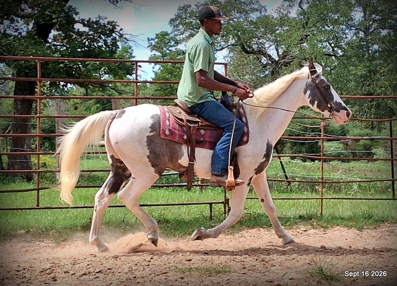 💚 Cosmo | Kid-Safe Spotted Gaited Gelding