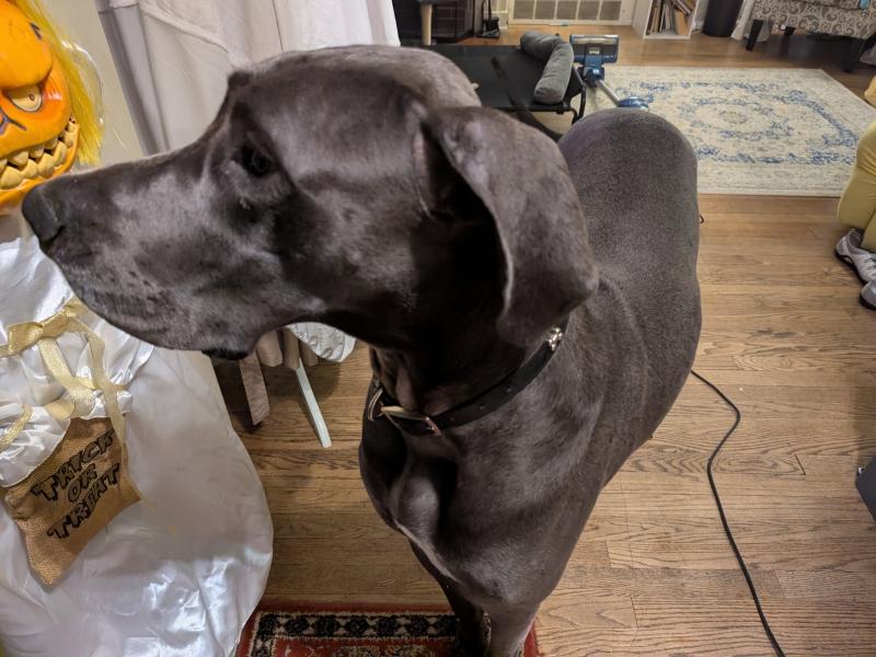 Duke formally known as Scooby