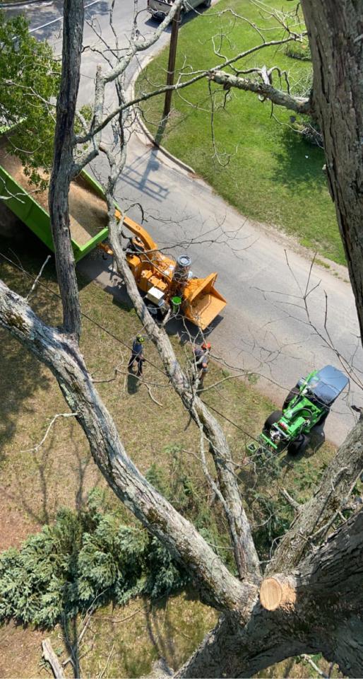 Tree Trimming & Removal